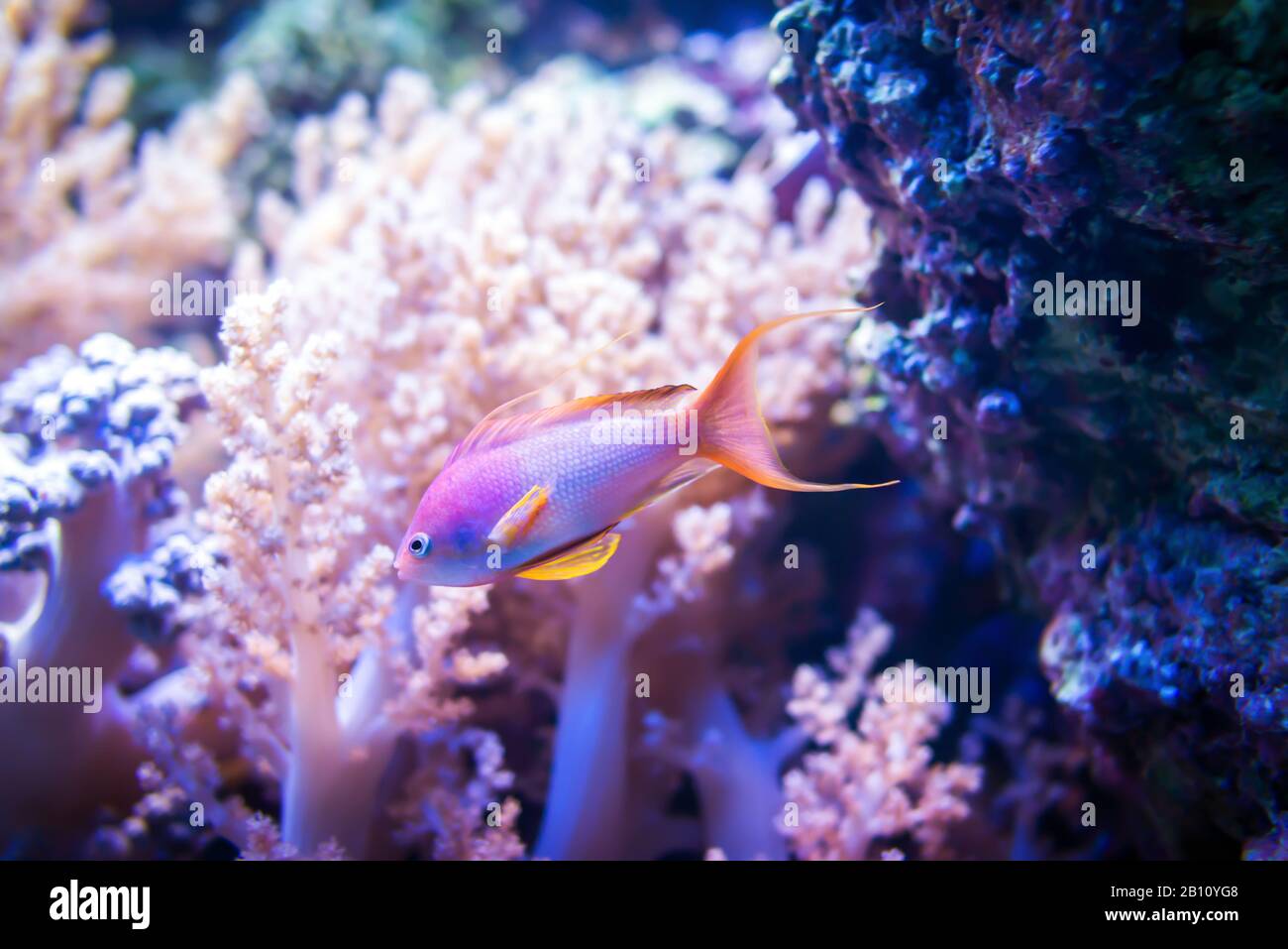 Pesce goldie sul corallo rosa e sullo sfondo di pietra. Foto Stock