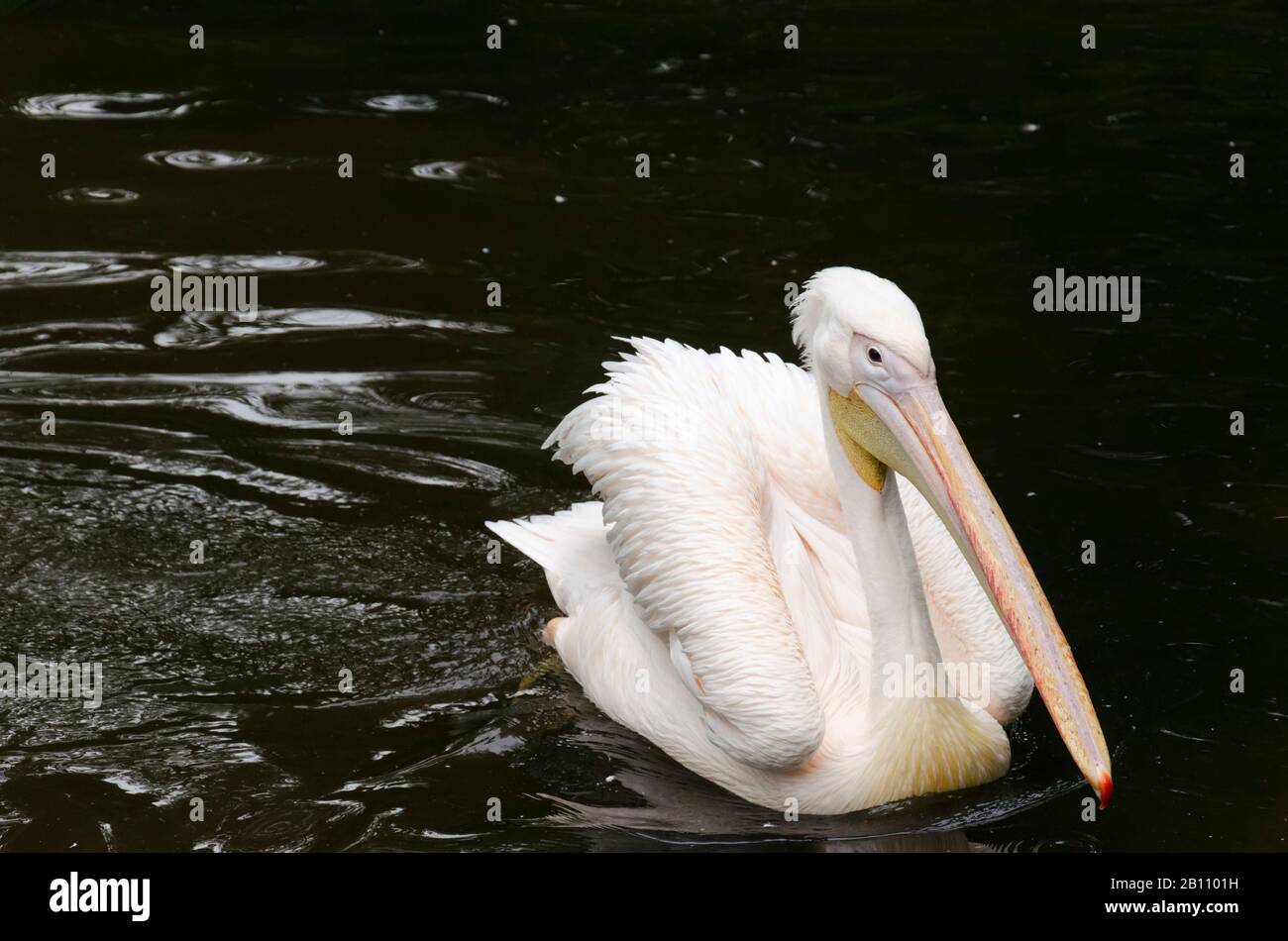 Grande nuoto bianco pellicano sul lago Foto Stock