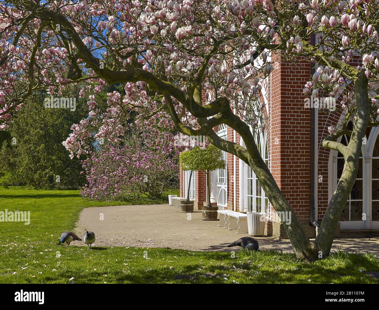 Magnolia blossom presso la Casa Gotica nel Parco di Wörlitzer, Sassonia-Anhalt, Germania Foto Stock