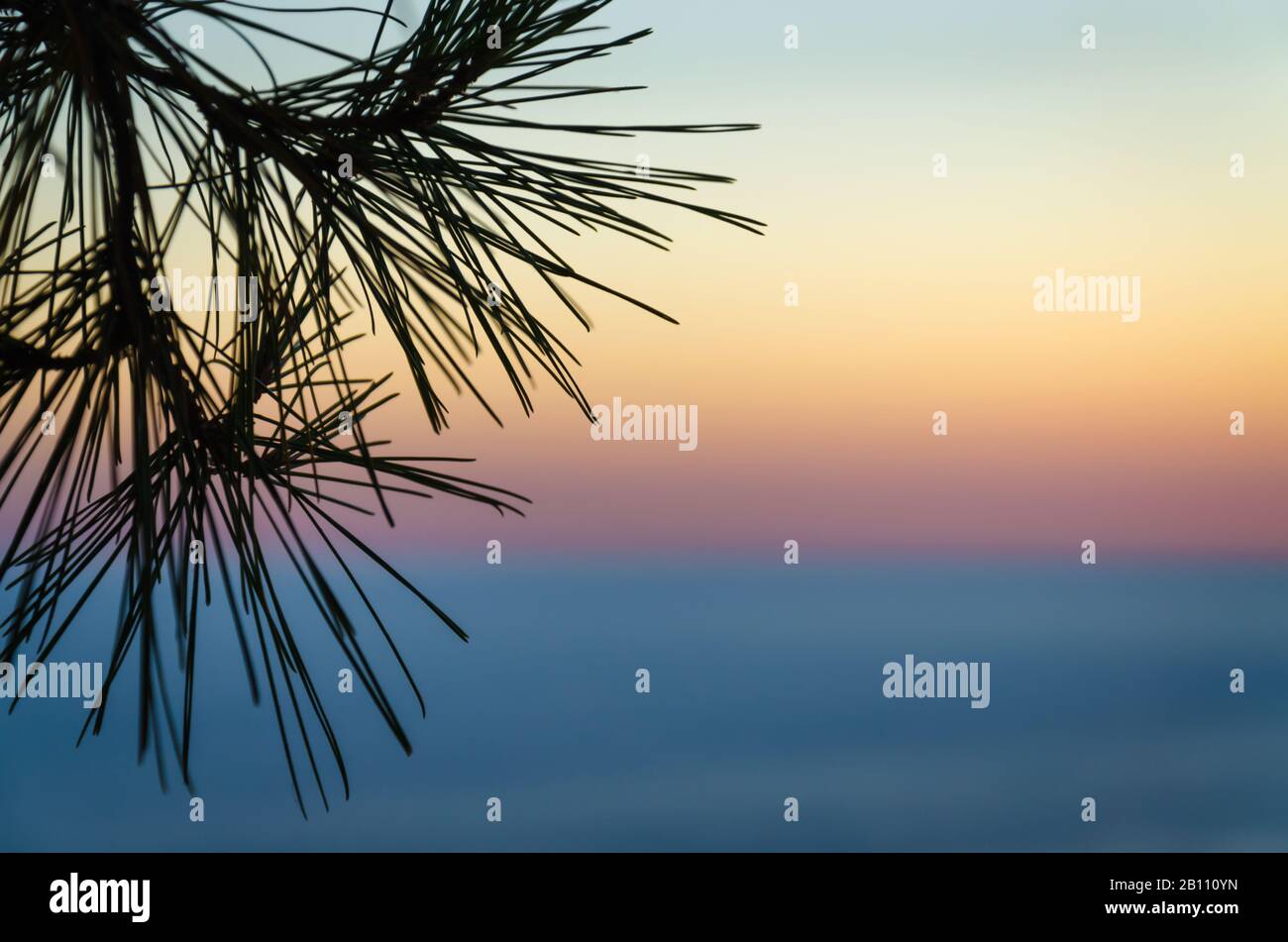 Astratto sfondo morbido del tramonto cielo sopra il mare con conifer in primo piano Foto Stock