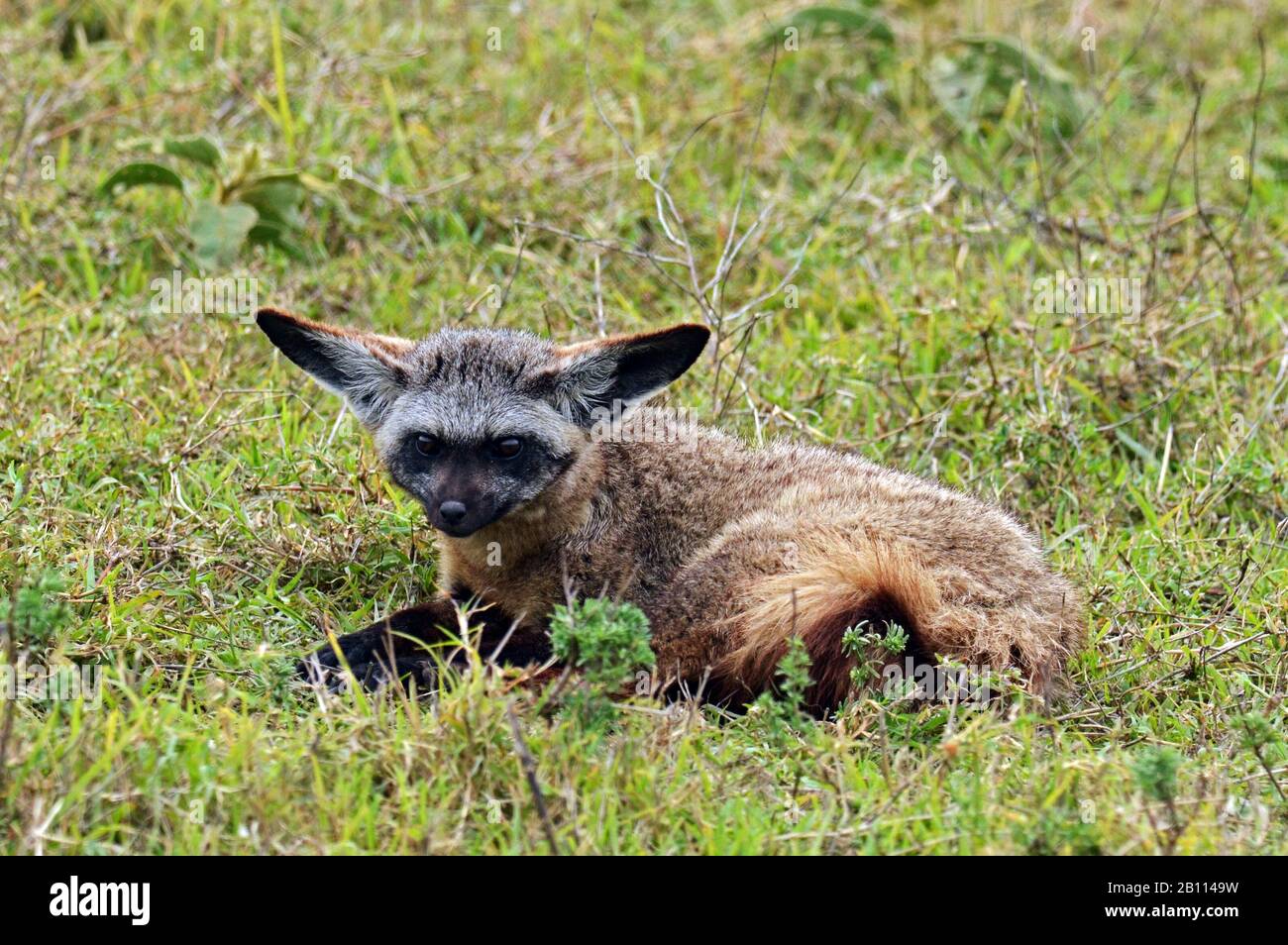 Volpe bat-eared (Otocyon megalotis), si trova in erba, Tanzania, Ngorongoro Crater Foto Stock