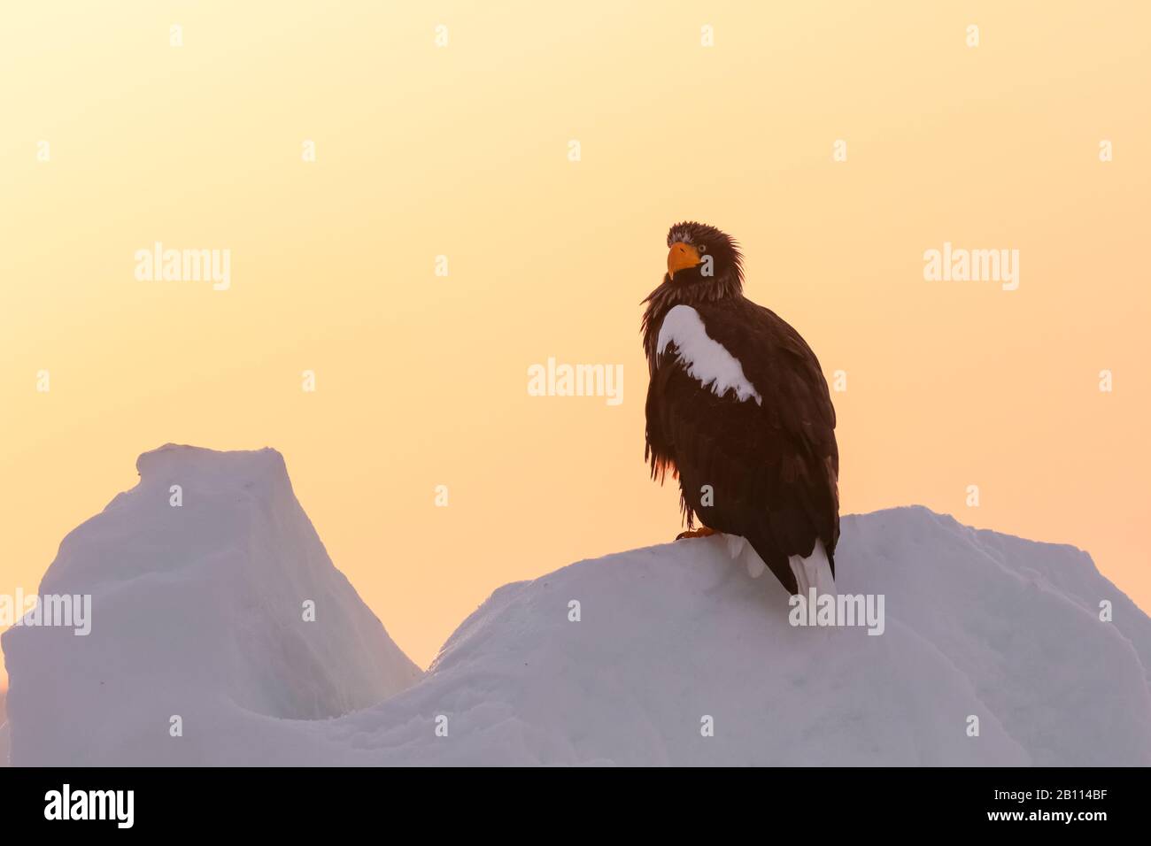 Aquila di mare di venditori (Halaeetus pelagicus), su roccia coperta di neve, Giappone, Hokkaido Foto Stock