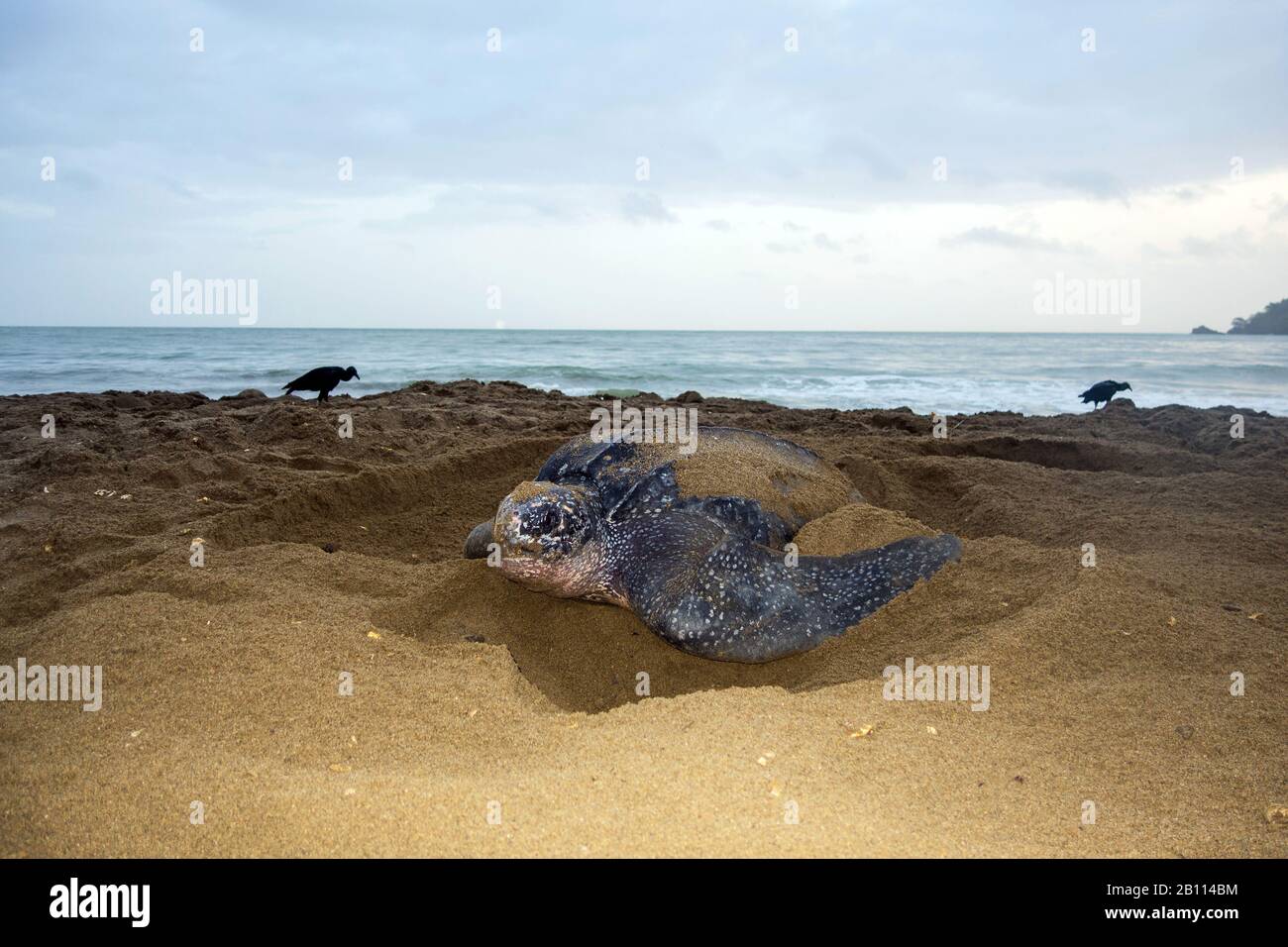 Tartaruga marina leatherback, leatherback, tartaruga leathery, luth tartaruga (Dermochelys coriacea), la più grande tartaruga vivente, sulla spiaggia, Trinidad e Tobago, Trinidad Foto Stock