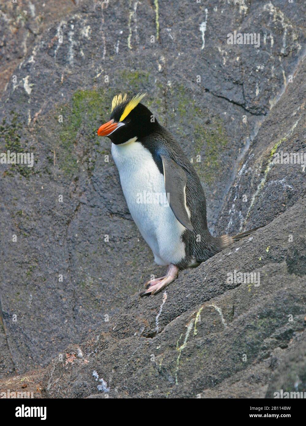 Pinguino dai grossi crestati (Eudyptes sclateri), sorge su una roccia, in Nuova Zelanda Foto Stock