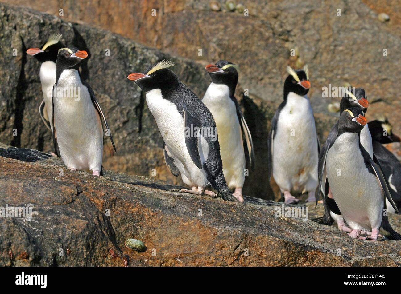 Pinguino dai grossi crestati (Eudyptes sclateri), colonia sulla roccia, Nuova Zelanda Foto Stock