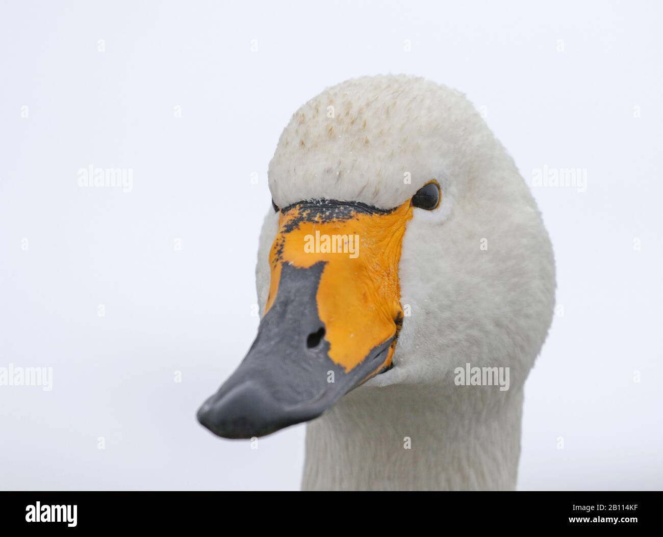 Whooper Swan (Cygnus cygnus), ritratto, Giappone, Hokkaido, Kushiro Foto Stock