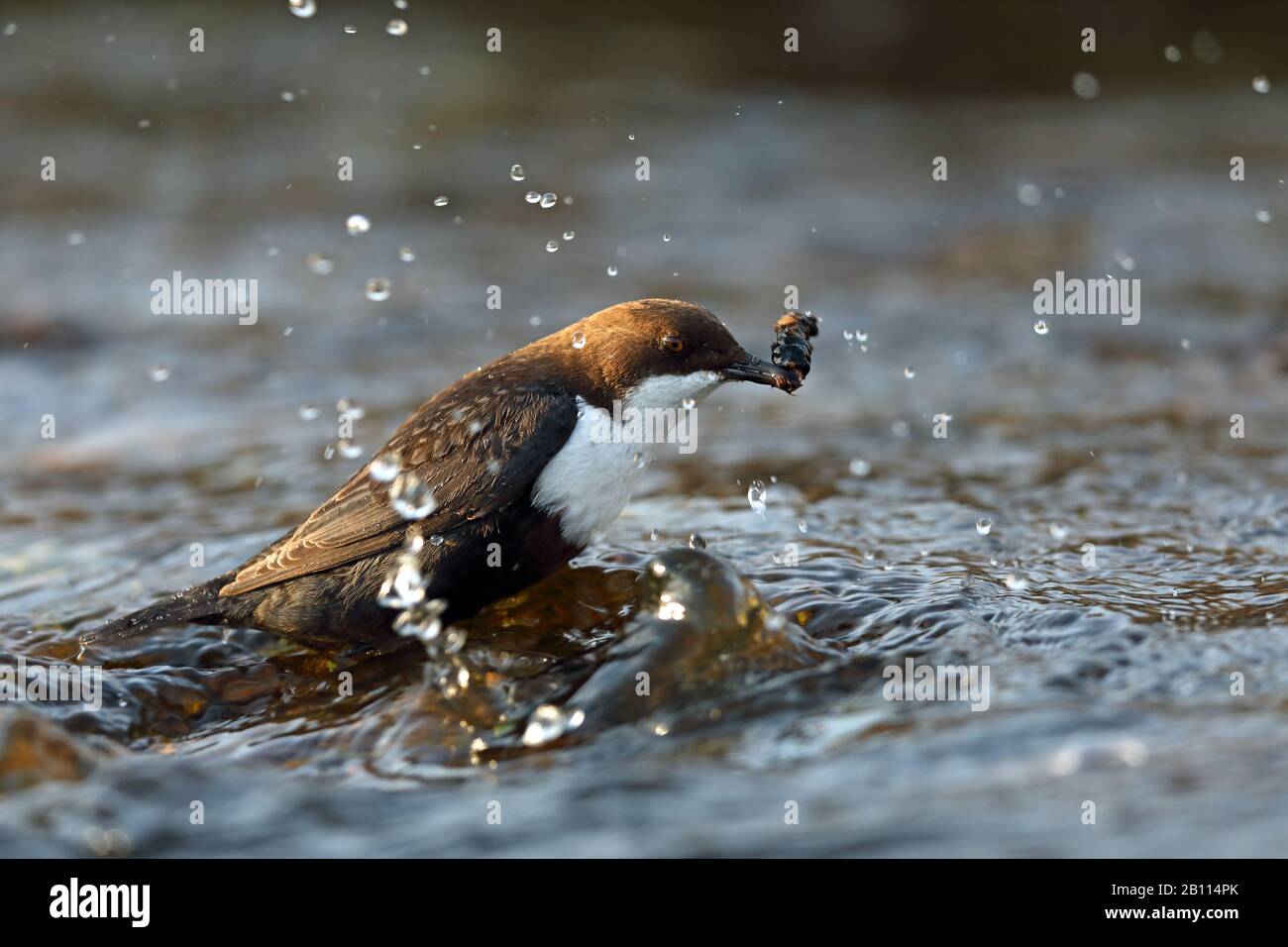 Penetratore (incluss cinclus), si trova a ruscello e alimenta un insetto, Paesi Bassi, Drenthe Foto Stock