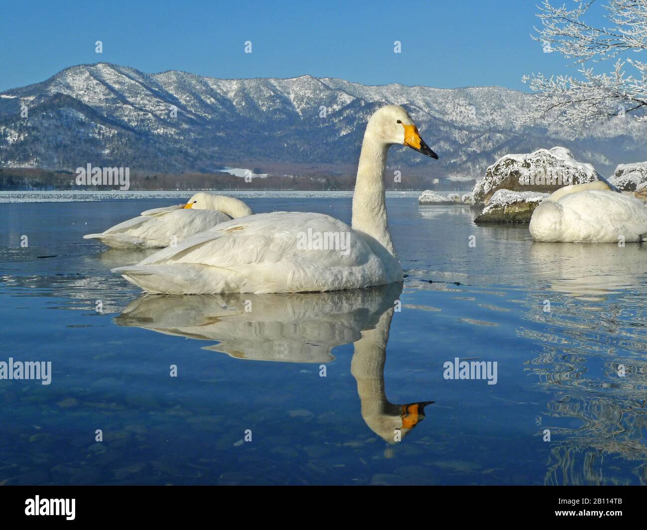 Whooper Swan (Cygnus cygnus), due nuotatori di whooper swans su un lago in inverno, Giappone, Hokkaido, Kushiro Foto Stock