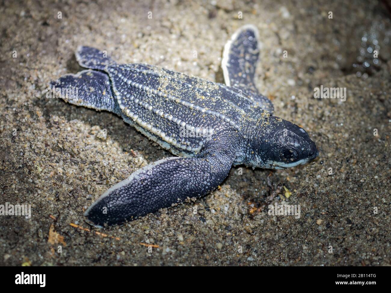 Tartaruga marina leatherback, leatherback, tartaruga leathery, luth tartaruga (Dermochelys coriacea), la più grande tartaruga vivente, giovane animale sulla spiaggia, Trinidad e Tobago, Trinidad Foto Stock