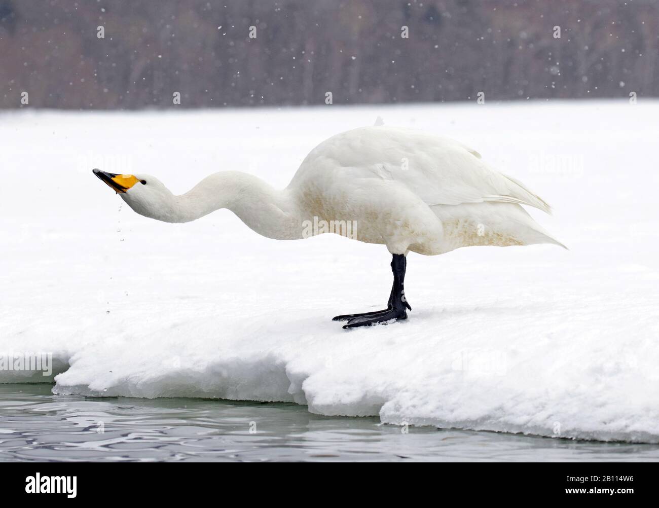 Whooper Swan (Cygnus cygnus), bevande, Giappone, Hokkaido, Kushiro Foto Stock
