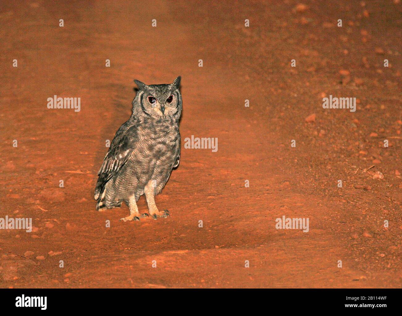 Vermiculated Eagle-Owl (Bubo cinerascens), riposante nel mezzo della strada, Uganda Foto Stock