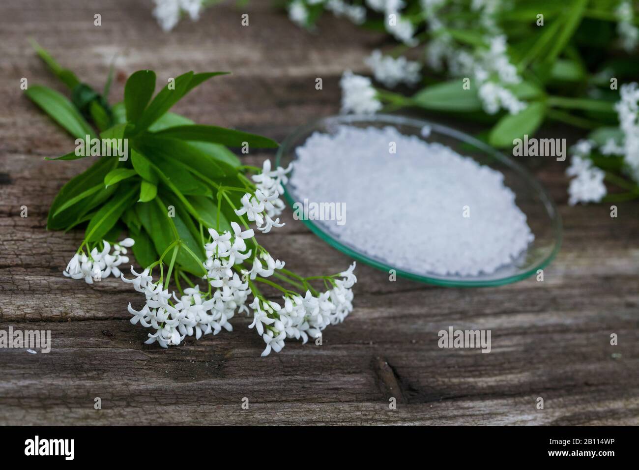 Woodruff dolce (Galium odoratum), sale alle erbe fatto da woodruff dolce, Germania Foto Stock