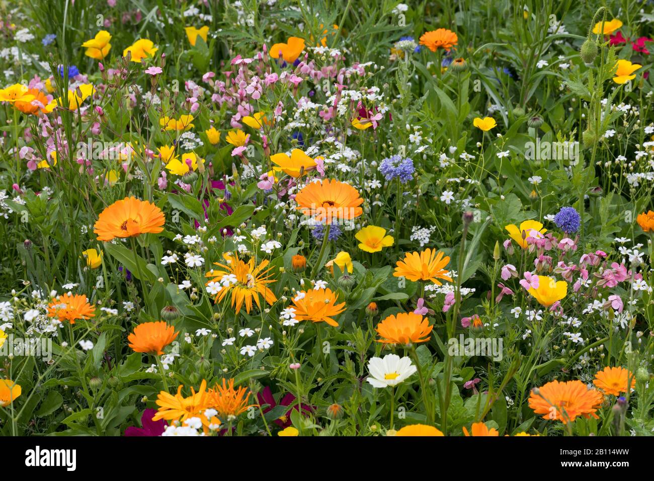 Wildflower prato, Germania Foto Stock