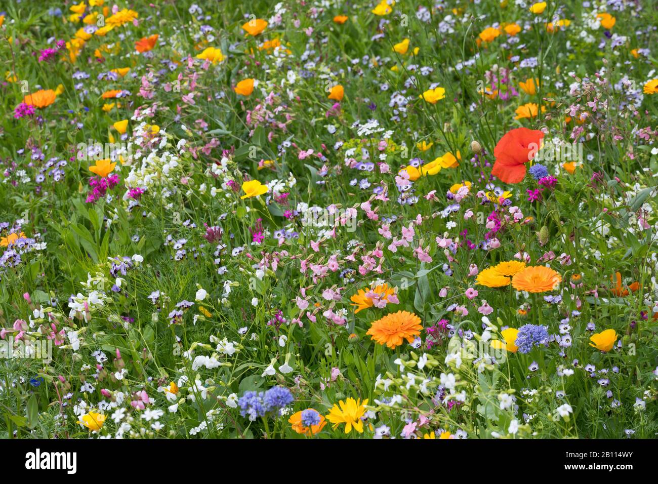 Wildflower prato, Germania Foto Stock