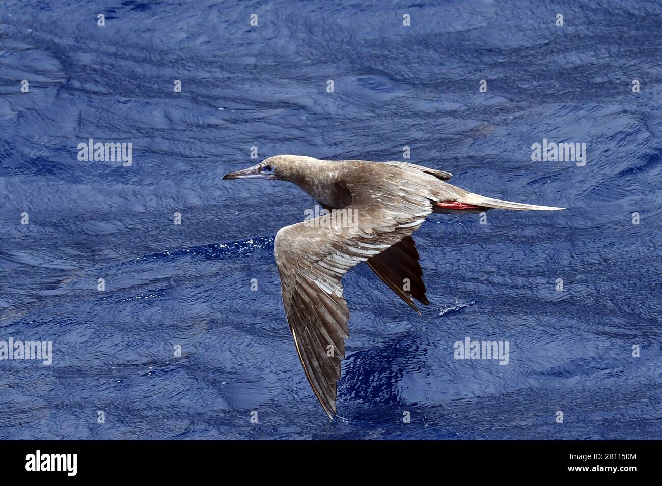 Booby a piedi rossi (Sula sula), in volo sull'oceano medio atlantico, l'Africa Foto Stock