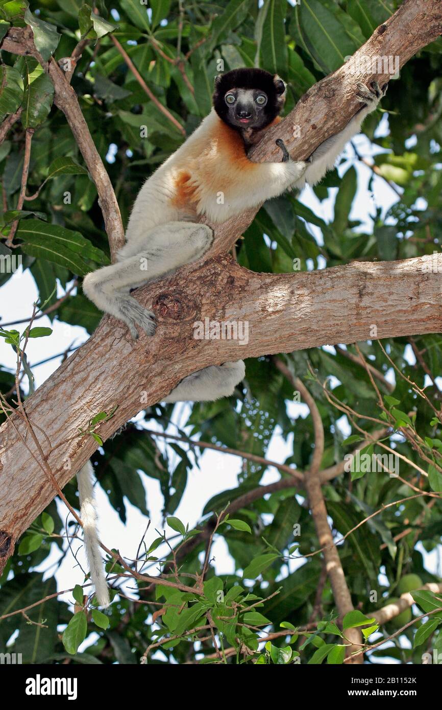 Il sifaka coronato (Propithecus coronatus), siede su un albero, Madagascar Foto Stock