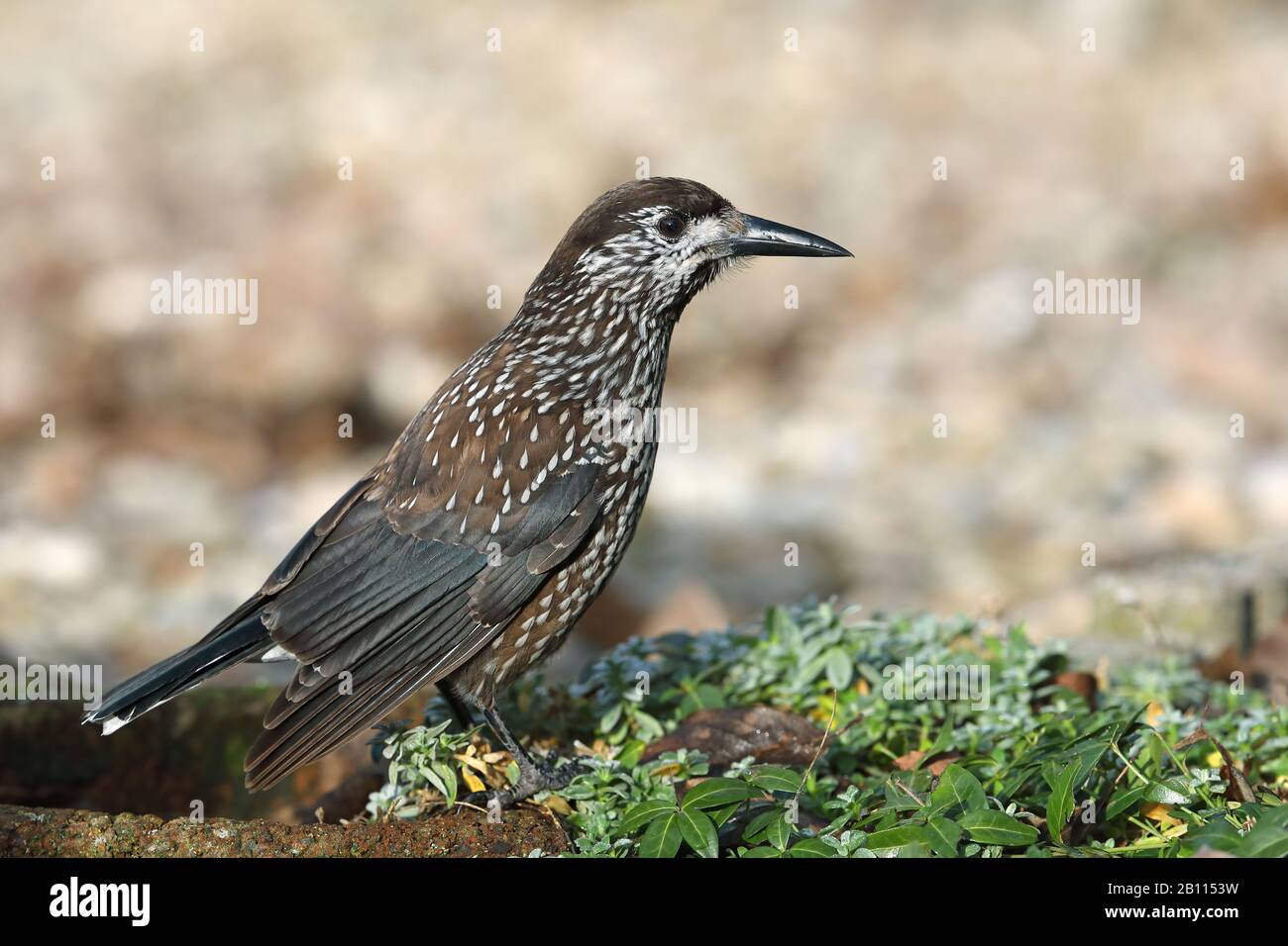 Macrorhynchos, Nucifraga macrorhynchos), si trova a terra, Paesi Bassi Foto Stock