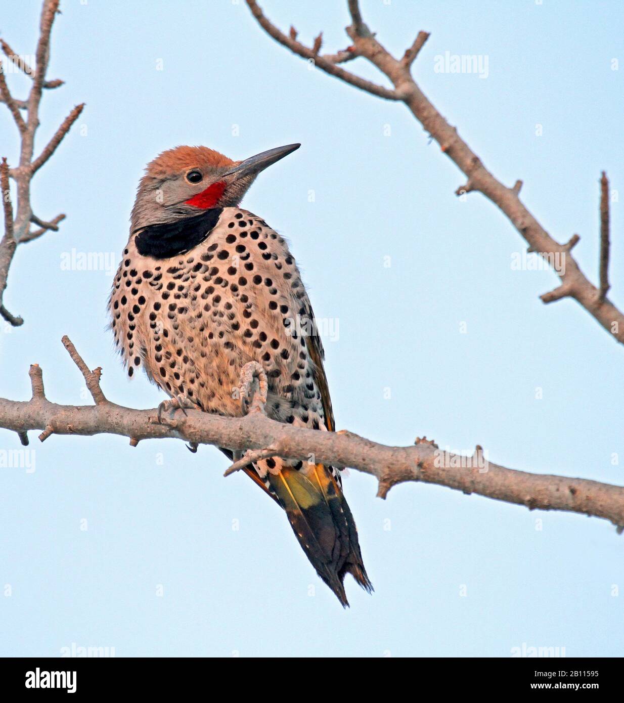 Gildet Flicker (Colaptes crisoides), che si stringe su un ramo, Messico Foto Stock