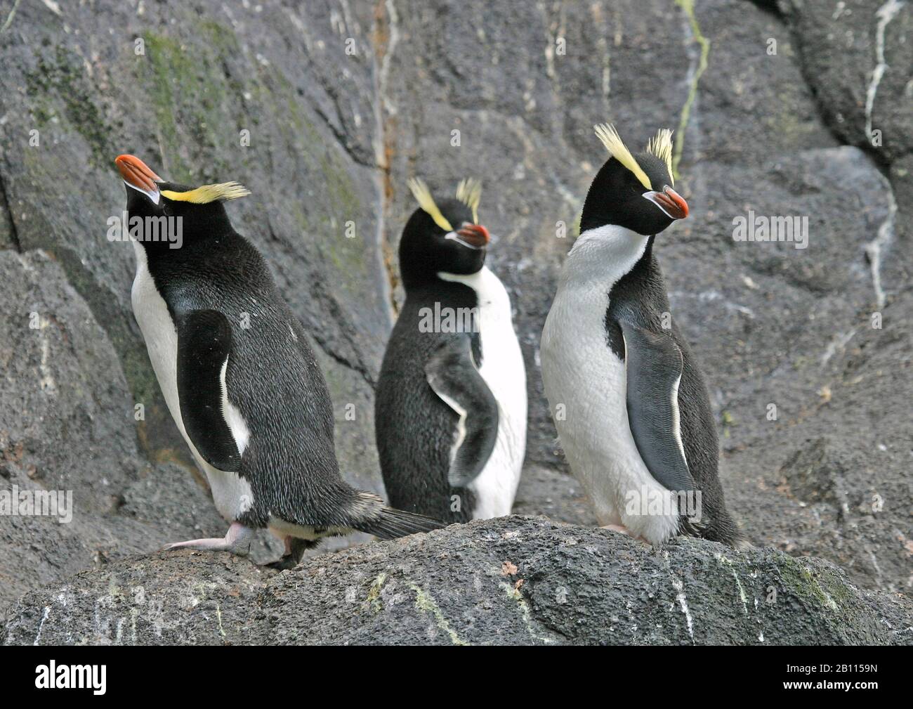 Pinguino dai grossi crestati (Eudyptes sclateri), tre pinguini dai grossi crestati si trovano su una roccia, in Nuova Zelanda Foto Stock