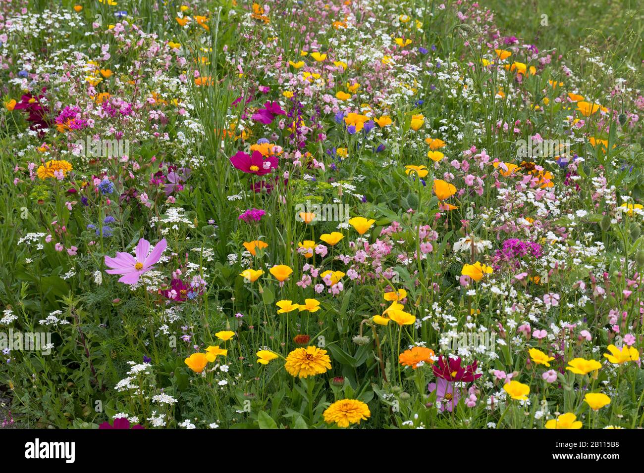 Wildflower prato, Germania Foto Stock