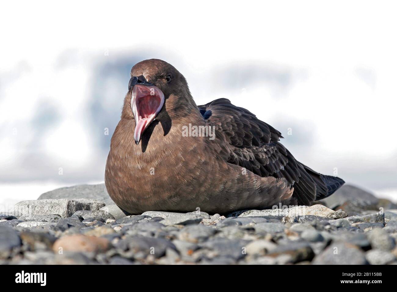 South Polar Skua (Stercorarius maccormicki), si trova sul terreno chiamato, Antartide Foto Stock