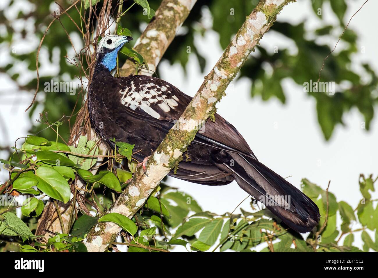 Trinidad Piping Guan (Pipile Pipile), una specie di uccelli a rischio critico endemica dell'isola di Trinidad, Trinidad e Tobago, Trinidad Foto Stock