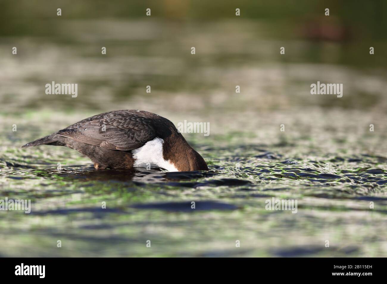 Penetratore (incluss cinclus), caccia in un ruscello, Paesi Bassi, Drenthe Foto Stock