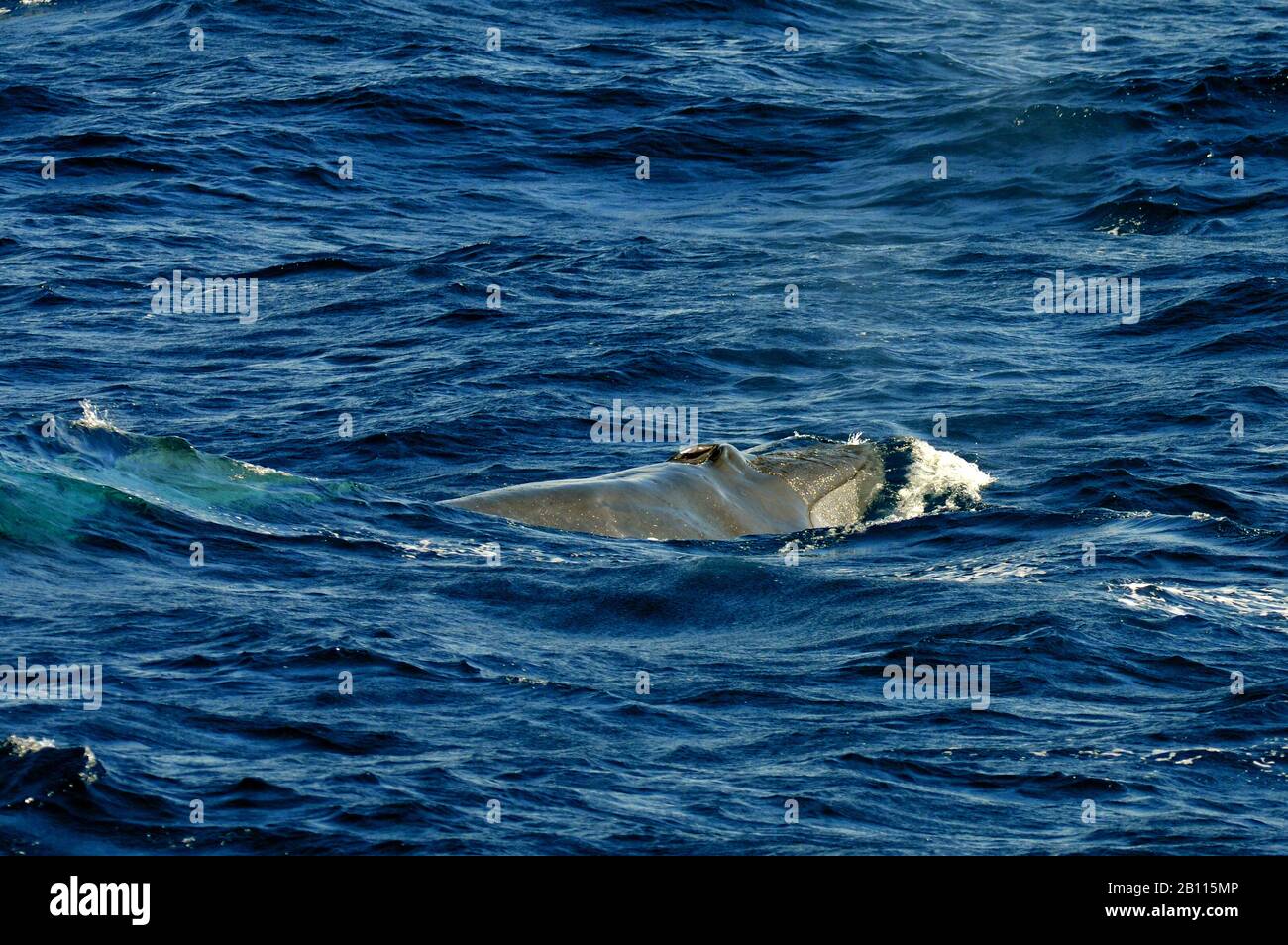 Balena di Bryde (Balaenoptera edeni, Balaenoptera brydei), emerge, Isole Canarie Foto Stock