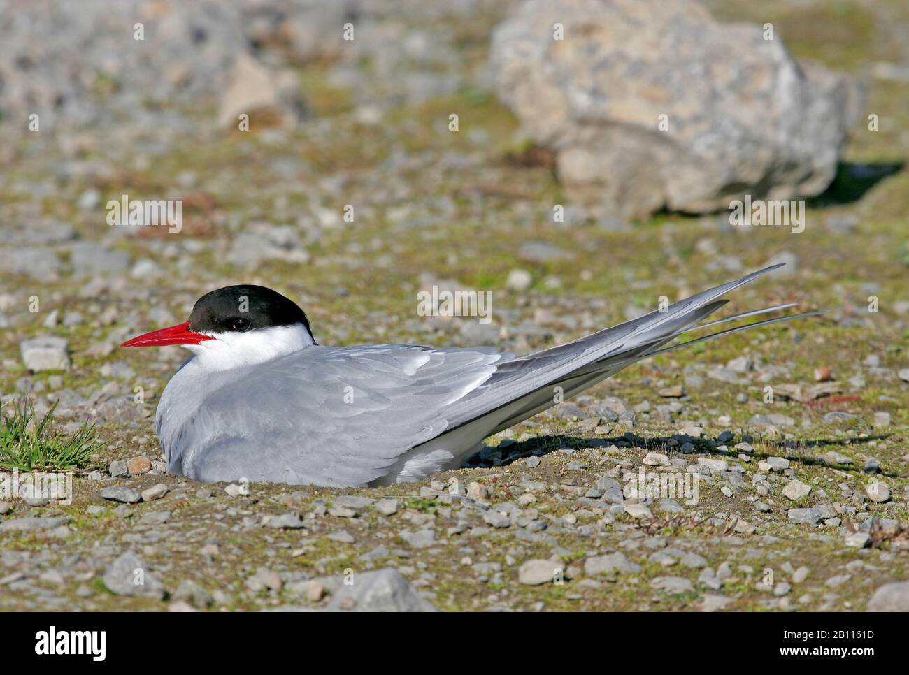 Arctic tern (Sterna paradisaea), seduto sul suo nido, Norvegia, Svalbard Foto Stock