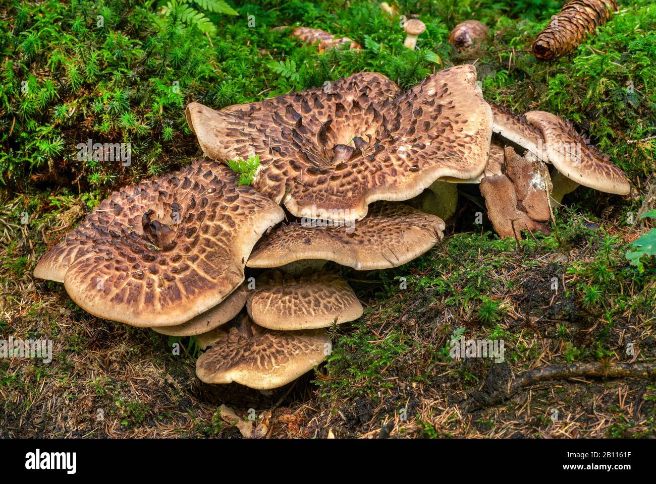 Dente squalloso, riccio Merlato, Riccio Scaloso (Sarcodon imbricatus), vista laterale, Germania, Baviera, Ammergebirge Foto Stock