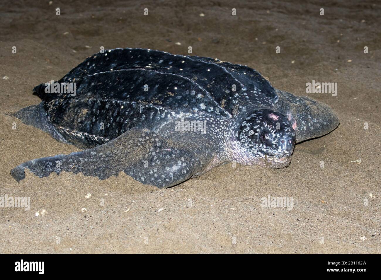 Tartaruga marina leatherback, leatherback, tartaruga leathery, luth tartaruga (Dermochelys coriacea), la più grande tartaruga vivente, sulla spiaggia, Trinidad e Tobago, Trinidad Foto Stock