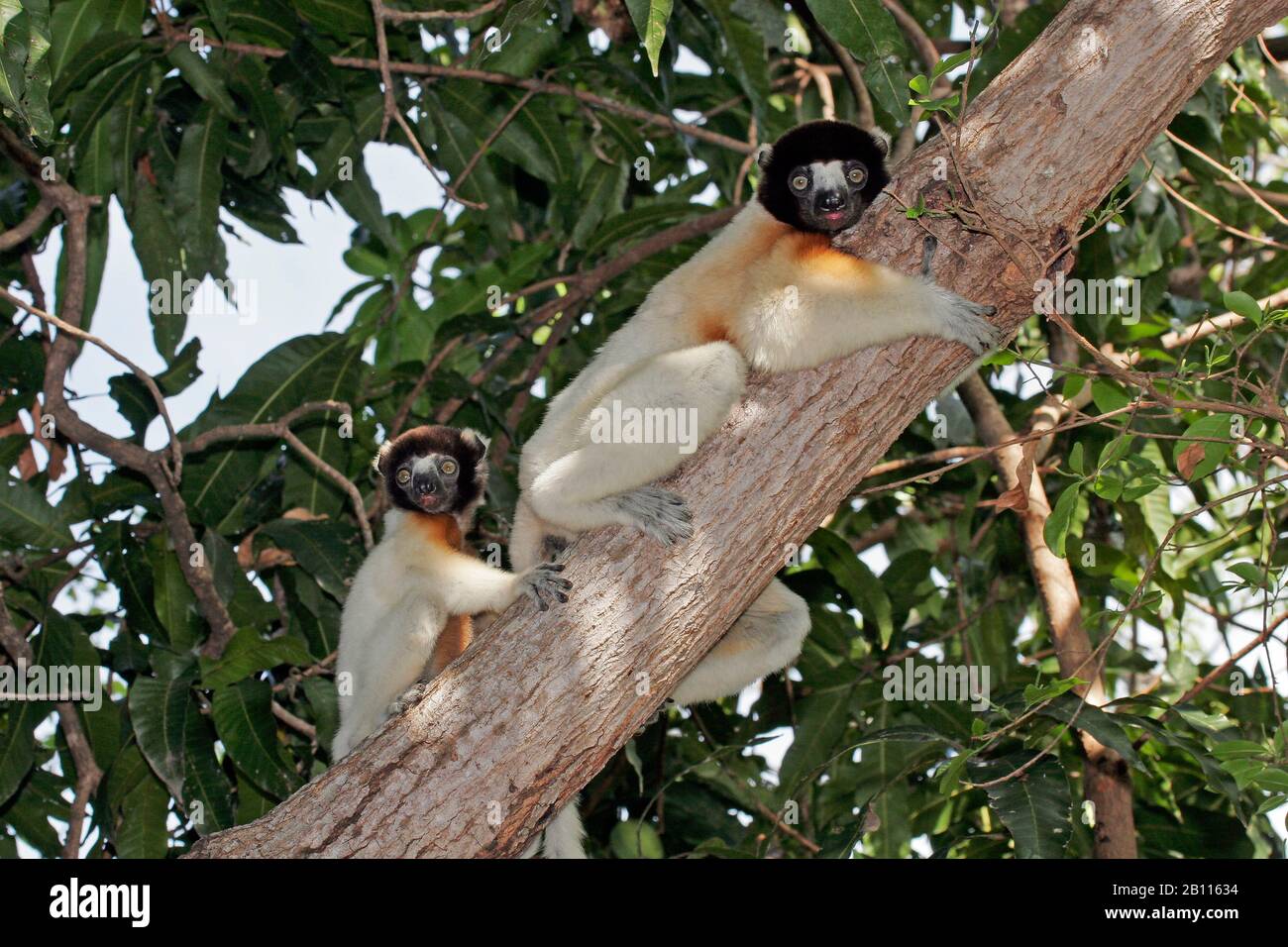 Sifaka coronato (Propithecus coronatus), due sifaka Coronato sifaka siedono su un albero, Madagascar Foto Stock