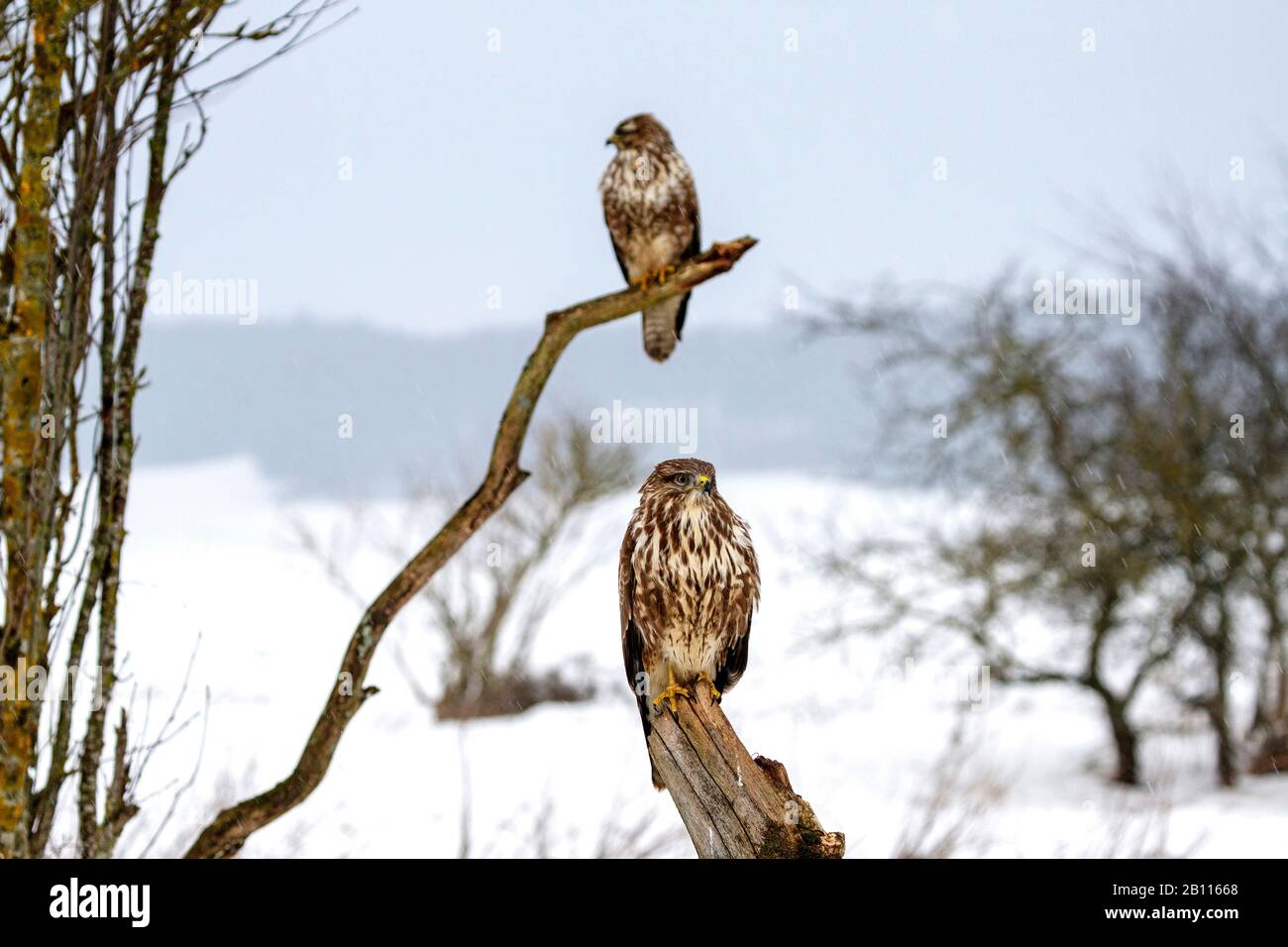 Buzzard eurasiatico (Buteo buteo), due poiane che si erigono su un ramo d'inverno, Germania, Baden-Wuerttemberg Foto Stock