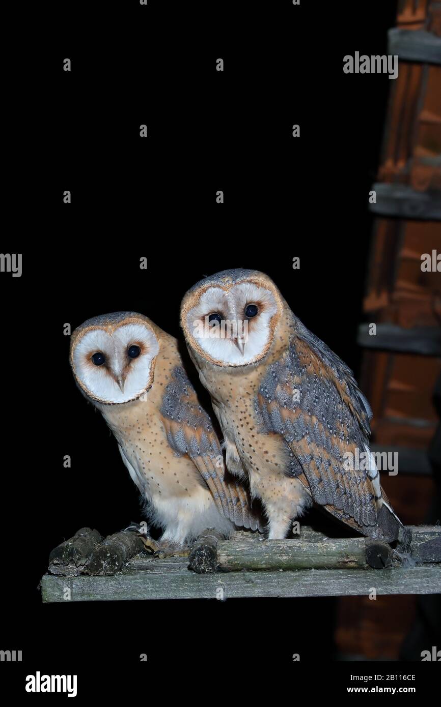 Barn Owl (Tito alba), due fienile giovani che si trovano di fronte al nido, Germania, Renania settentrionale-Vestfalia Foto Stock