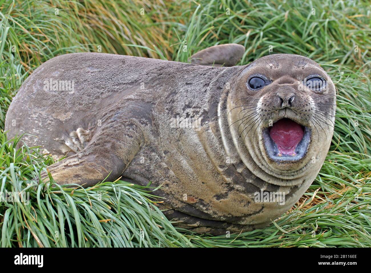 Guarnizione di elefante meridionale (Mirounga leonina), cucciolo, Nuova Zelanda Foto Stock