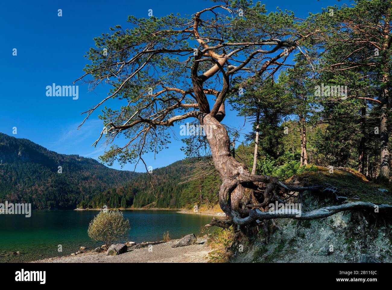 Pino scotch, pino scozzese (Pinus sylvestris), pino antico radicato sul lago Eibsee, Germania, Baviera, Wettersteingebirge, Garmisch-Partenkirchen Foto Stock