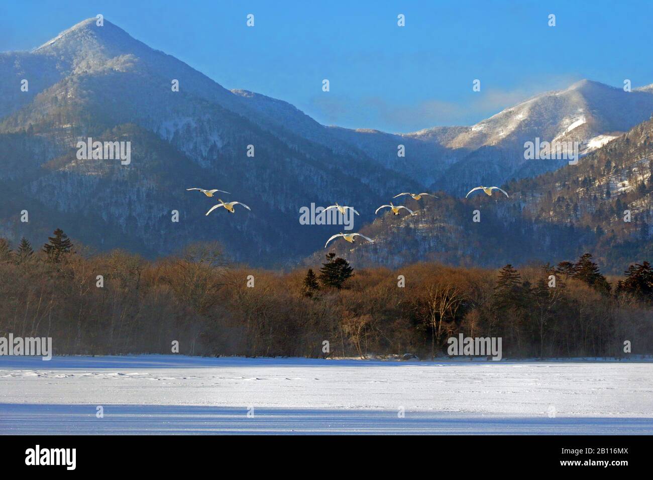 Whooper Swan (Cygnus cygnus), gruppo in volo di fronte al paesaggio di montagna, Giappone, Hokkaido, Kushiro Foto Stock