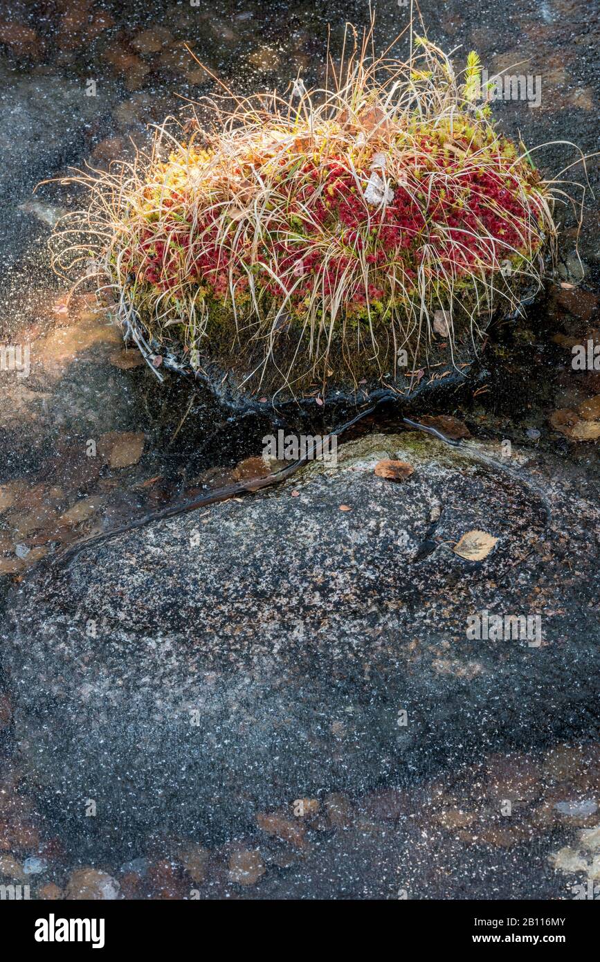 Pietra mossy in ghiaccio, Svezia, Lapponia, Norrbotten, Muddus NP Foto Stock