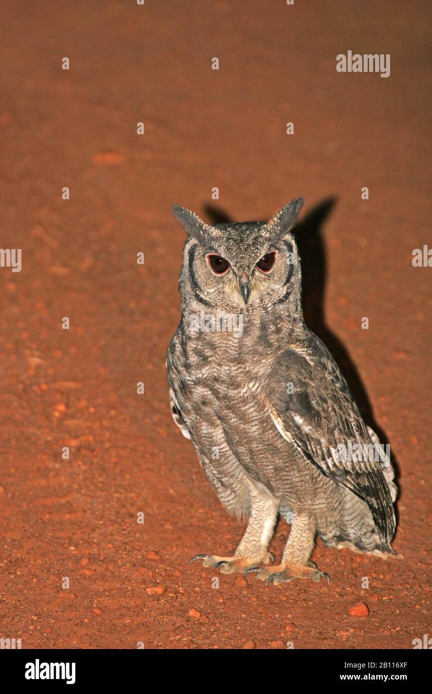 Vermiculated Eagle-Owl (Bubo cinerascens), riposante nel mezzo della strada, Uganda Foto Stock