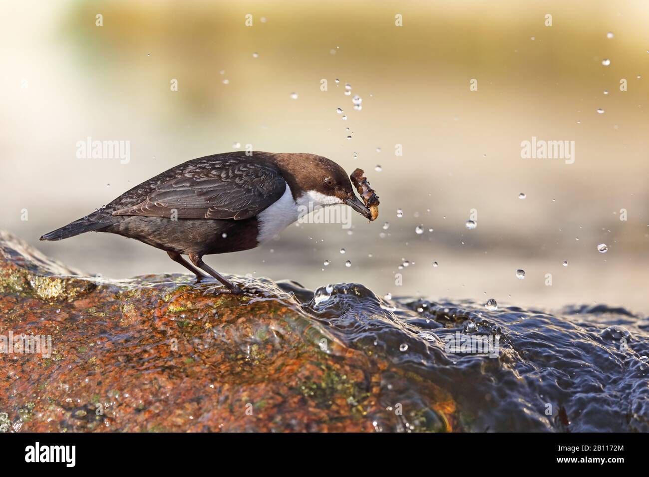 Penetratore (incluss cinclus), si trova a ruscello e alimenta un insetto, Paesi Bassi, Drenthe Foto Stock