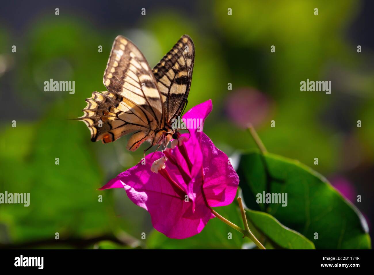 Scarsa coda di rondine, aquilone swallowtail (Iphiclides podalirius), seduto su Bougainvillea, Grecia Foto Stock