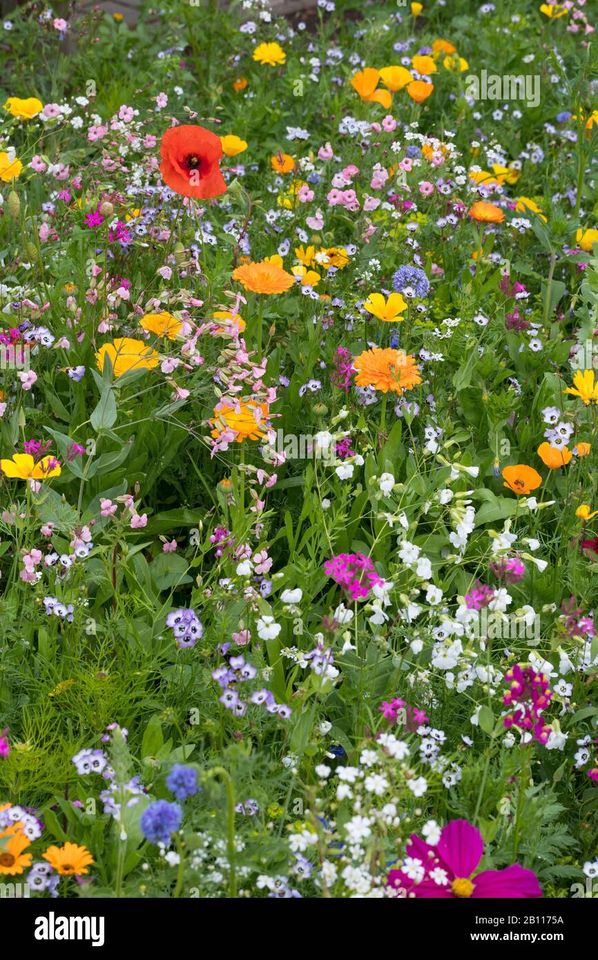 Wildflower prato, Germania Foto Stock
