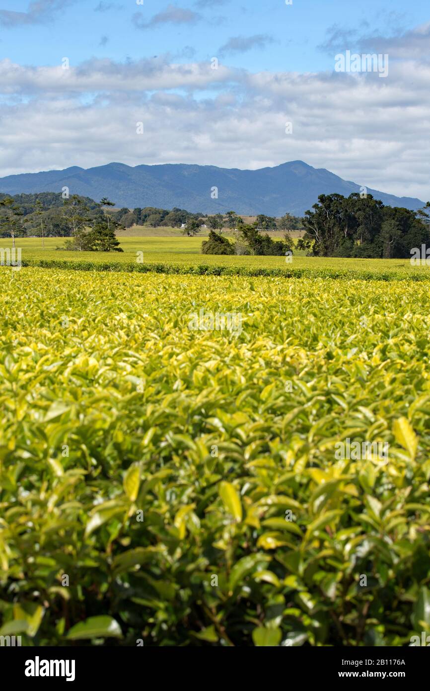 Nerada piantagione di tè Lontano Queensland del Nord Foto Stock