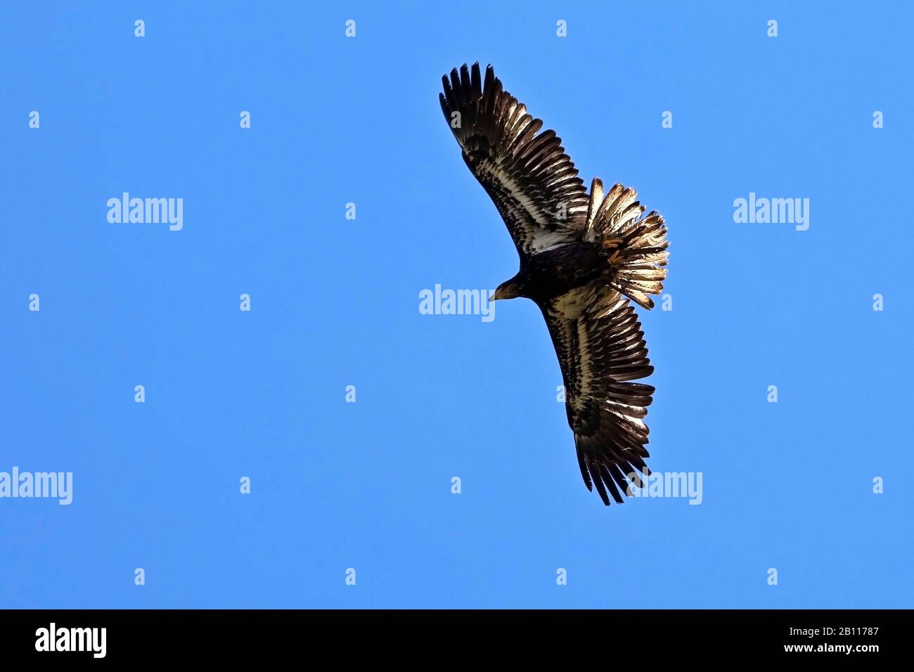 Aquila calva americana (Haliaeetus leucocephalus), uccello giovane in volo nel cielo blu, vista dal basso, Pelm Foto Stock