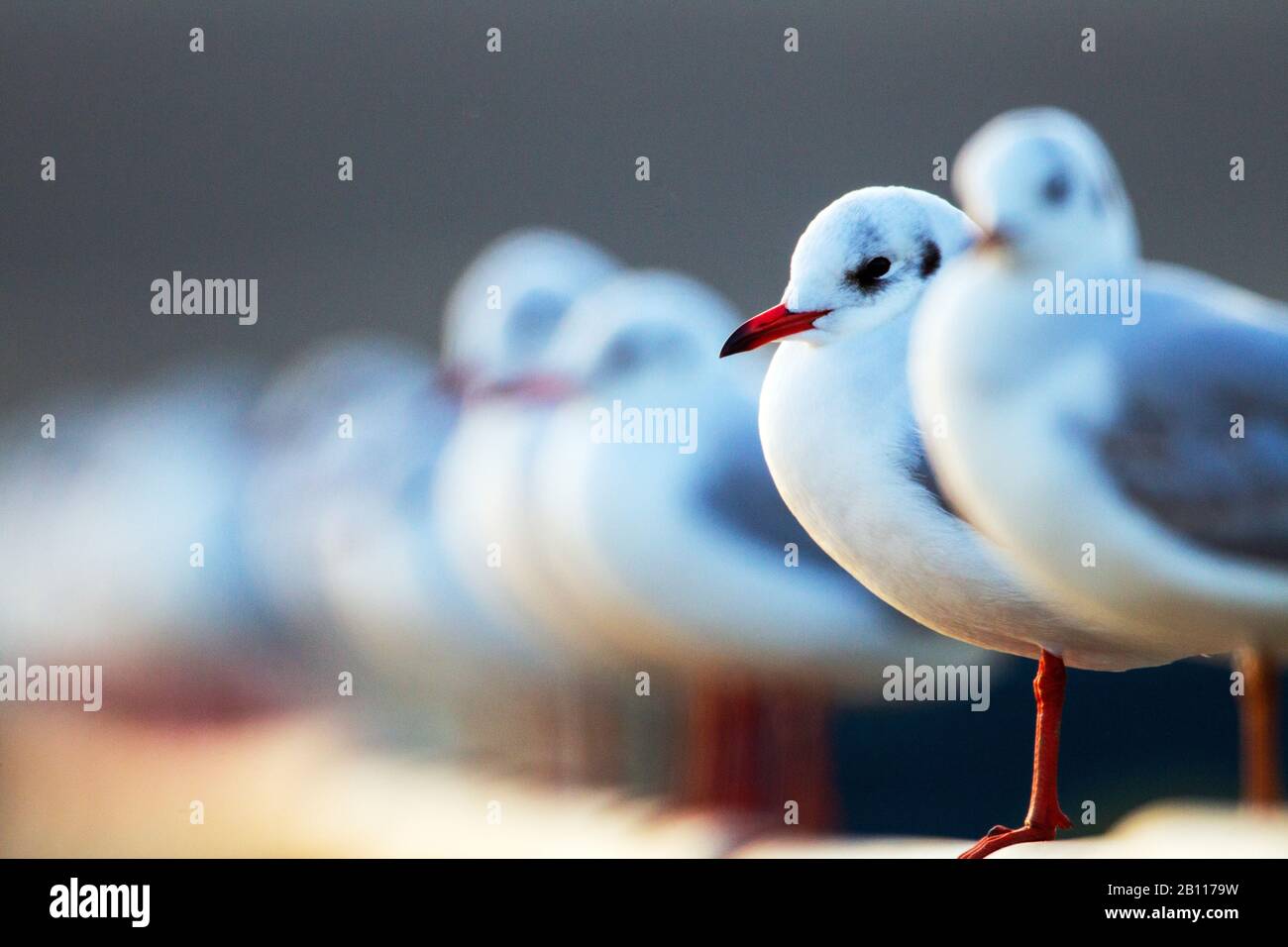 Gabbiano a testa nera (Larus ridibundus, Chromicocephalus ridibundus), gruppo che siede di fila, Paesi Bassi Foto Stock