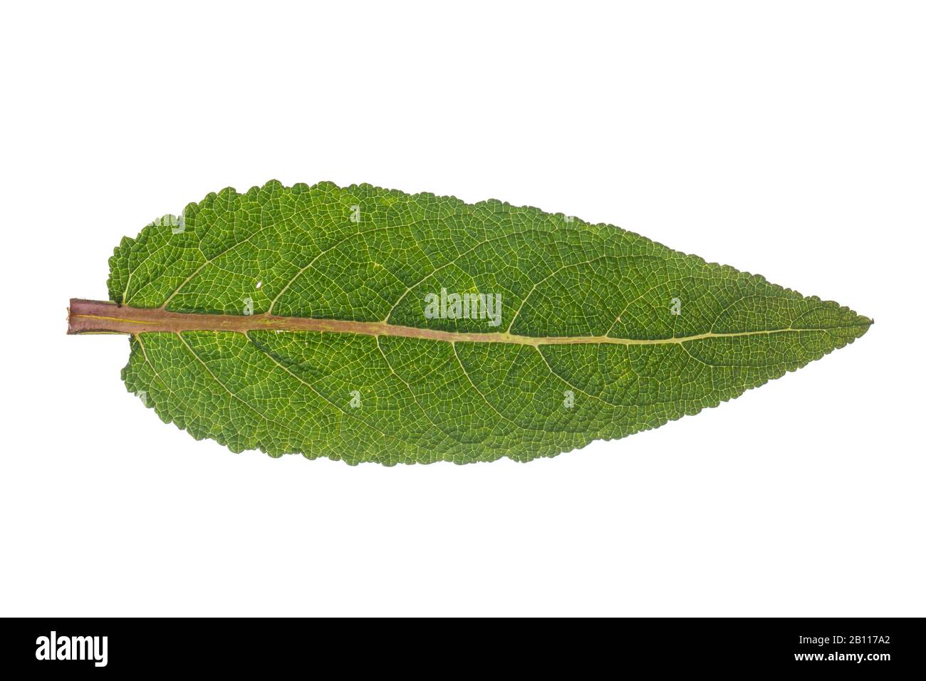 Prato clario, salvia prato (Salvia pratensis), foglia di salvia, finestra, Germania Foto Stock