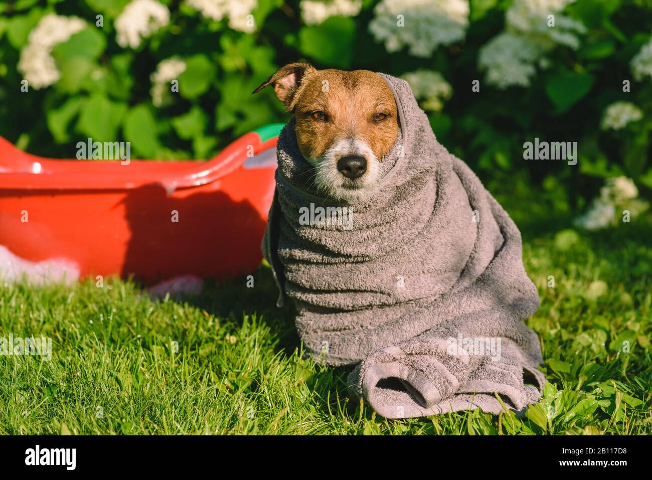 Concetto di pulizia della molla: Cane dopo aver fatto il bagno all'aperto sul prato del cortile posteriore Foto Stock