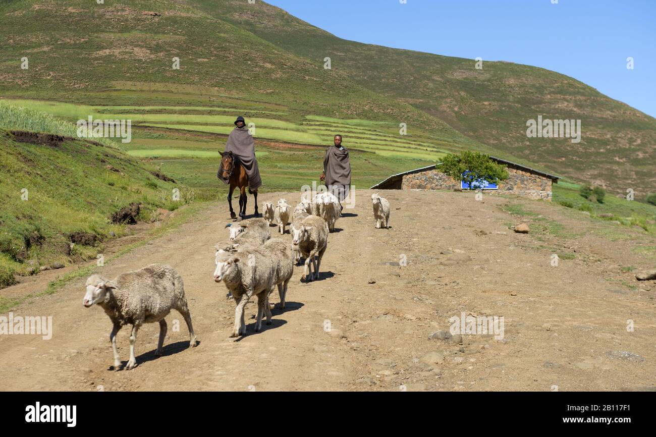Pastori Nella Provincia Natale Di Kwazulu, Sudafrica Foto Stock