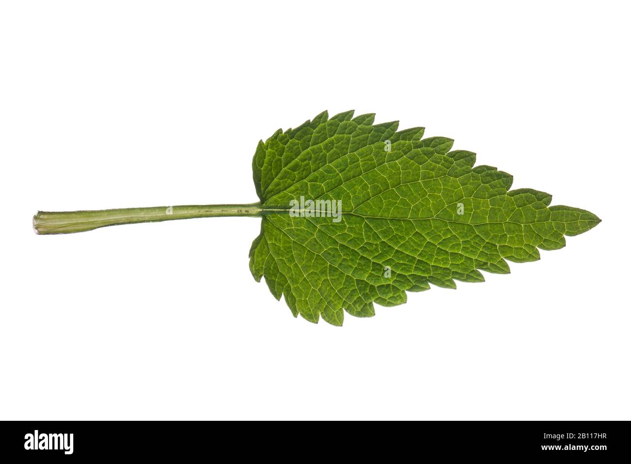 White Dead-nettle, white deadnettle (album Lamium), leaf, out, Germania Foto Stock