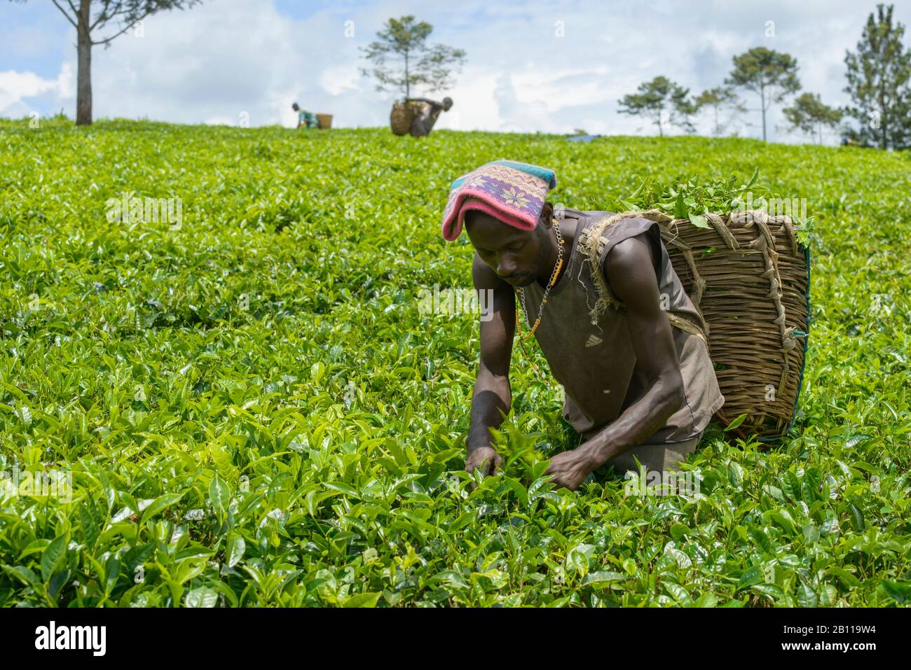 Raccoglitori di tè vicino a Fort Portal in Uganda, Africa Foto Stock